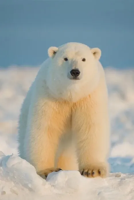 Framed Print : Curious Polar bear cub (Ursus maritimus) on newly formed pack ice Framed Print : Curious Polar bear cub (Ursus maritimus) on newly formed pack ice