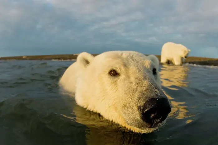 Framed Print : Curious Polar bear cub (Ursus maritimus) in water its mother on the beach