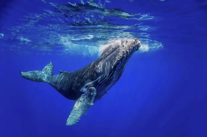 Framed Print : Curious young Humpback whale (Megaptera novaeangliae) underwater; Hawaii, United States of America