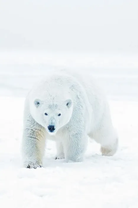 Framed Print : A curious young polar bear (Ursus maritimus) boar approaches from newly formed pack ice during the Fall freeze up Framed Print : A curious young polar bear (Ursus maritimus) boar approaches from newly formed pack ice during the Fall freeze up