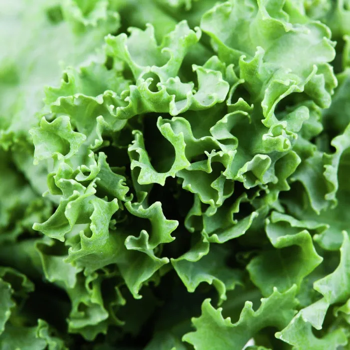 Framed Print : curled edges of curly-leaf kale leaf cabbage natural food square background - curled edges of curly-leaf kale leaf Framed Print : curled edges of curly-leaf kale leaf cabbage natural food square background - curled edges of curly-leaf kale leaf