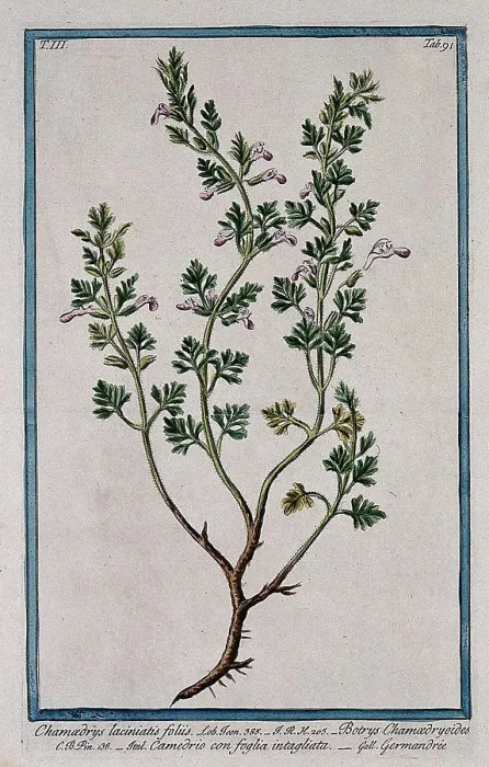Framed Print : Cut-leaved germander (Teucrium botrys L) Framed Print : Cut-leaved germander (Teucrium botrys L)