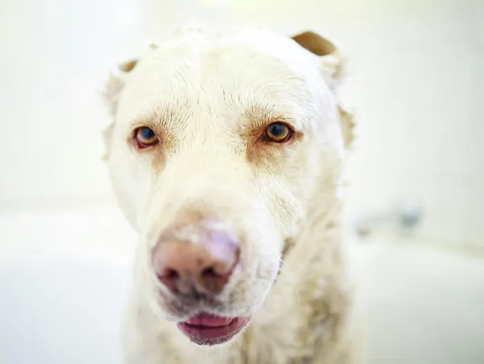 Framed Print : Cute, bath and dog with hygiene Framed Print : Cute, bath and dog with hygiene