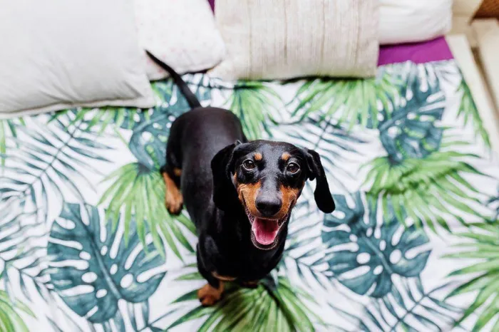 Framed Print : Cute Dachshund dog on bed at home