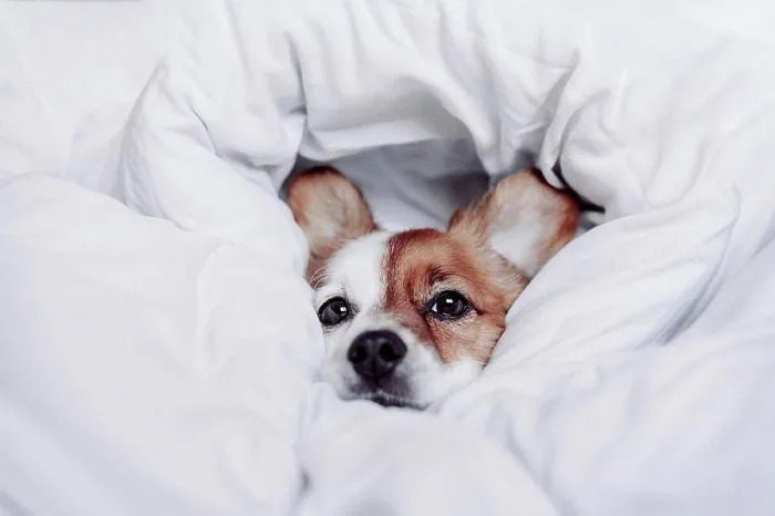 Framed Print : Cute puppy wrapped in white blanket Framed Print : Cute puppy wrapped in white blanket