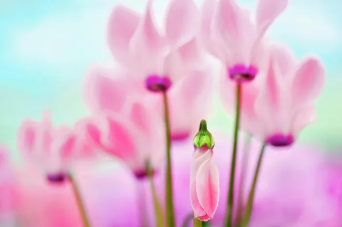Framed Print : Cyclaman, Close up of pink coloured flowers Framed Print : Cyclaman, Close up of pink coloured flowers