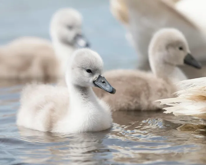 Framed Print : Cygnet swimming on the water behind their parents Cygnet swimming on the water behind their parents Copyright: xZoonar Framed Print : Cygnet swimming on the water behind their parents Cygnet swimming on the water behind their parents Copyright: xZoonar