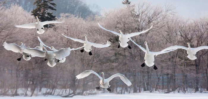 Framed Print : Cygnus cygnus, Whooper swans, on a frozen lake in Hokkaido. Hokkaido, Japan Framed Print : Cygnus cygnus, Whooper swans, on a frozen lake in Hokkaido. Hokkaido, Japan