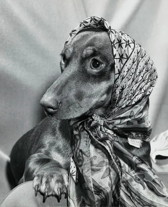 Framed Print : Dachshund wearing a scarf Framed Print : Dachshund wearing a scarf
