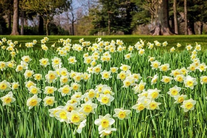Framed Print : Daffodils at the Bowood Estate in Wiltshire Framed Print : Daffodils at the Bowood Estate in Wiltshire