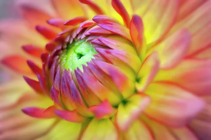 Framed Print : Dahlia, Gabrielle Marie Dahlia, Close up of colourful flower Framed Print : Dahlia, Gabrielle Marie Dahlia, Close up of colourful flower
