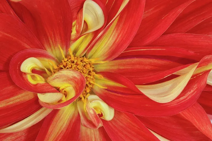 Framed Print : Dalhia flower, Close-up Framed Print : Dalhia flower, Close-up