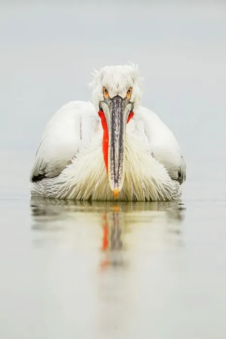 Framed Print : Dalmatian Pelican (Pelecanus crispus) breeding colors Framed Print : Dalmatian Pelican (Pelecanus crispus) breeding colors