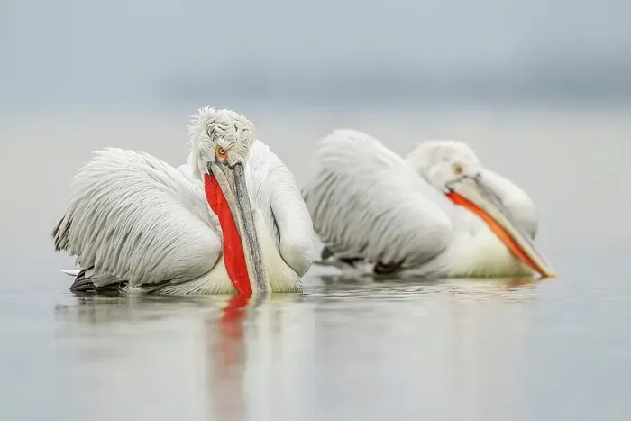 Framed Print : Dalmatian Pelican (Pelecanus crispus) breeding colors Framed Print : Dalmatian Pelican (Pelecanus crispus) breeding colors