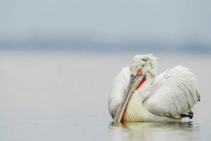 Framed Print : Dalmatian Pelican (Pelecanus crispus) breeding colors