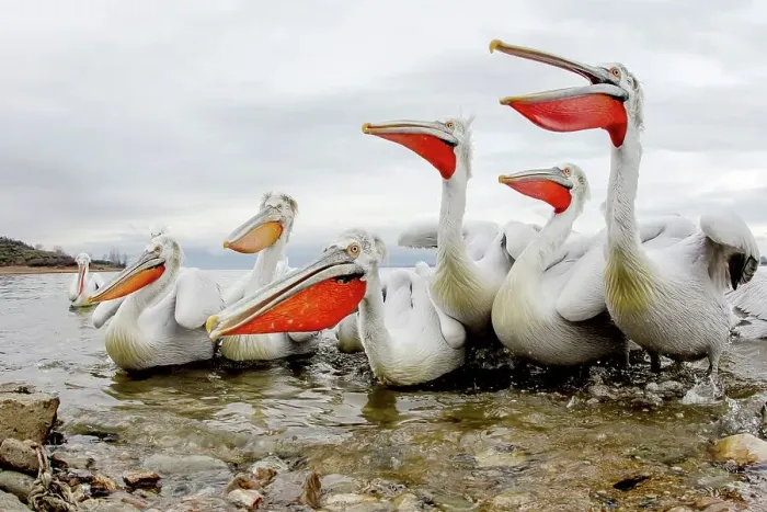 Framed Print : Dalmatian Pelican (Pelecanus crispus) breeding colors Framed Print : Dalmatian Pelican (Pelecanus crispus) breeding colors