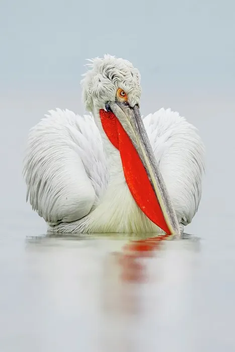 Framed Print : Dalmatian Pelican (Pelecanus crispus) breeding colors Framed Print : Dalmatian Pelican (Pelecanus crispus) breeding colors