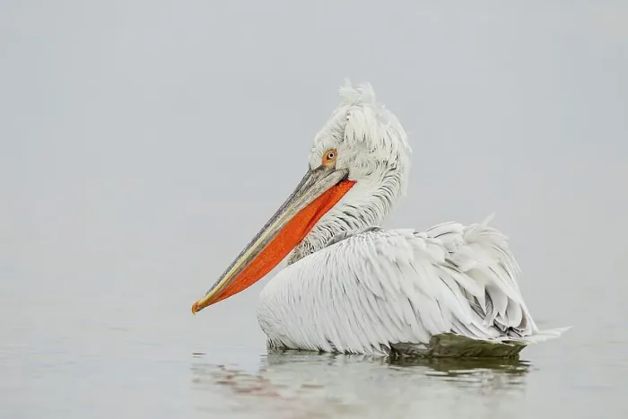 Framed Print : Dalmatian Pelican (Pelecanus crispus) breeding colors Framed Print : Dalmatian Pelican (Pelecanus crispus) breeding colors