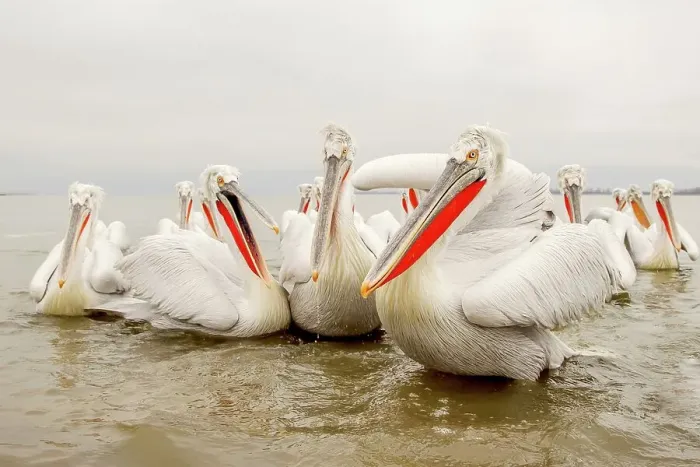 Framed Print : Dalmatian Pelican (Pelecanus crispus) breeding colors Framed Print : Dalmatian Pelican (Pelecanus crispus) breeding colors