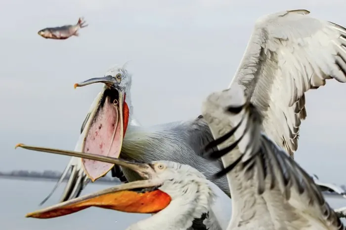 Framed Print : Dalmatian Pelican (Pelecanus crispus) breeding colors Framed Print : Dalmatian Pelican (Pelecanus crispus) breeding colors