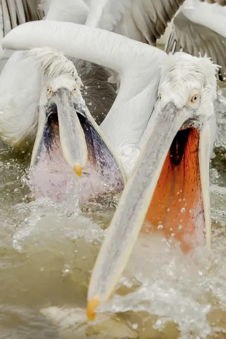 Framed Print : Dalmatian Pelican (Pelecanus crispus) Feeding frenzy Framed Print : Dalmatian Pelican (Pelecanus crispus) Feeding frenzy