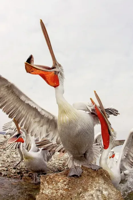 Framed Print : Dalmatian Pelican (Pelecanus crispus) Feeding frenzy Framed Print : Dalmatian Pelican (Pelecanus crispus) Feeding frenzy