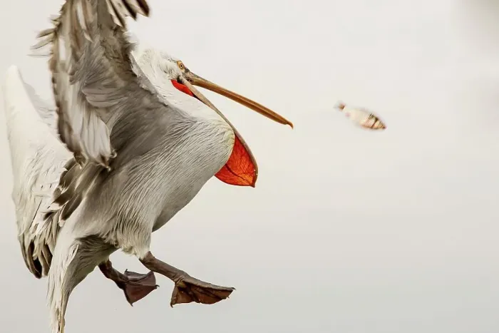 Framed Print : Dalmatian Pelican (Pelecanus crispus) jumping for fish Framed Print : Dalmatian Pelican (Pelecanus crispus) jumping for fish