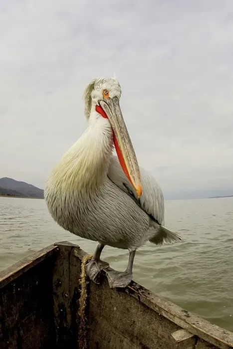 Framed Print : Dalmatian Pelican (Pelecanus crispus) sitting on the edge of a fishing boat Framed Print : Dalmatian Pelican (Pelecanus crispus) sitting on the edge of a fishing boat