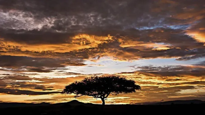 Framed Print : Dawn on the Masai Mara in Kenya Framed Print : Dawn on the Masai Mara in Kenya