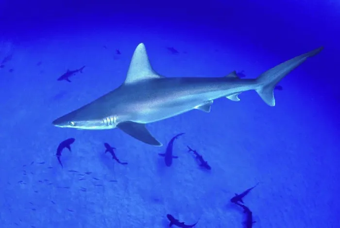 Framed Print : DC, closeup side view of sandbar shark swimming above other sharks C2072 / n(Carcharhinus plumbeus) CM-2079