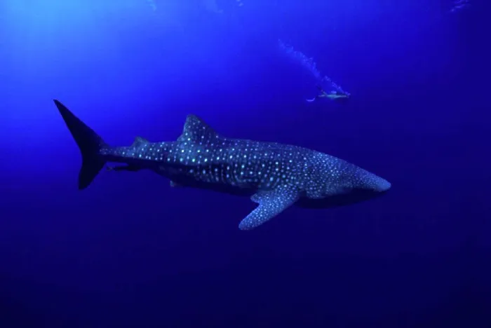 Framed Print : DC Hawaii, Whale shark (Rhiniodon typus) and diver in bkgd, CM-2006 B2028 Framed Print : DC Hawaii, Whale shark (Rhiniodon typus) and diver in bkgd, CM-2006 B2028