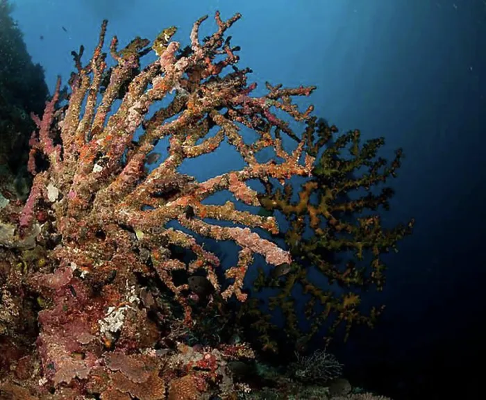 Framed Print : Dead coral on a coral reef, Indonesia, Southeast Asia, Asia Framed Print : Dead coral on a coral reef, Indonesia, Southeast Asia, Asia