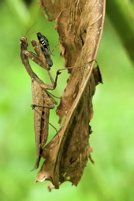 Framed Print : Dead Leaf mantis (Deroplatys dessicata) lying in ambush amongst shrivelled leaves Framed Print : Dead Leaf mantis (Deroplatys dessicata) lying in ambush amongst shrivelled leaves