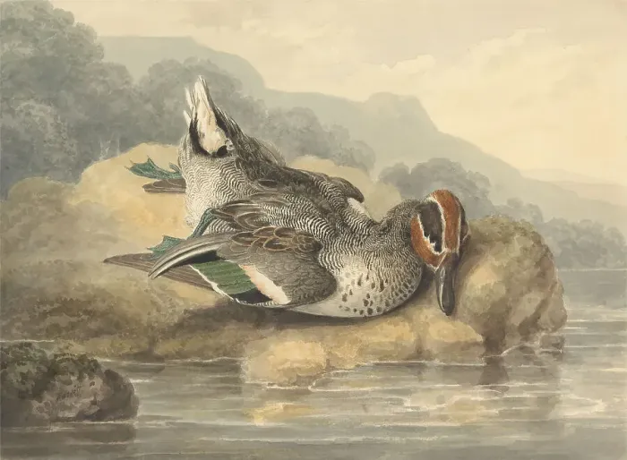 Framed Print : Dead Teal Samuel Howitt 1756-1822 British Watercolor Framed Print : Dead Teal Samuel Howitt 1756-1822 British Watercolor