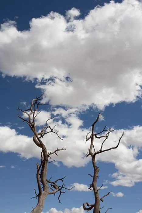 Framed Print : Dead Trees Against Blue Sky and Clouds, Moab, Utah, USA Framed Print : Dead Trees Against Blue Sky and Clouds, Moab, Utah, USA
