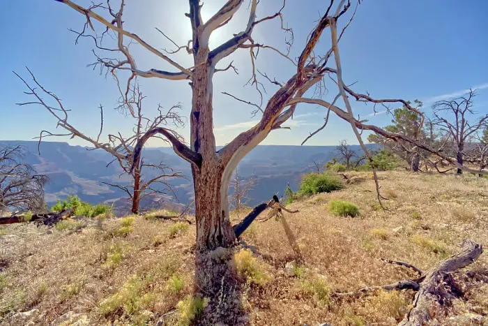 Framed Print : Dead trees in a forest east of Shoshone Point that was burned many years ago from a forest fire at Grand Canyon Arizona