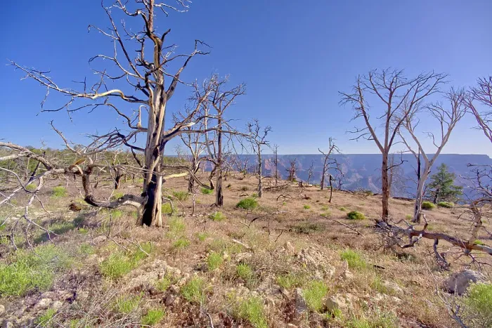 Framed Print : Dead trees in a forest east of Shoshone Point that was burned many years ago from a forest fire at Grand Canyon Arizona