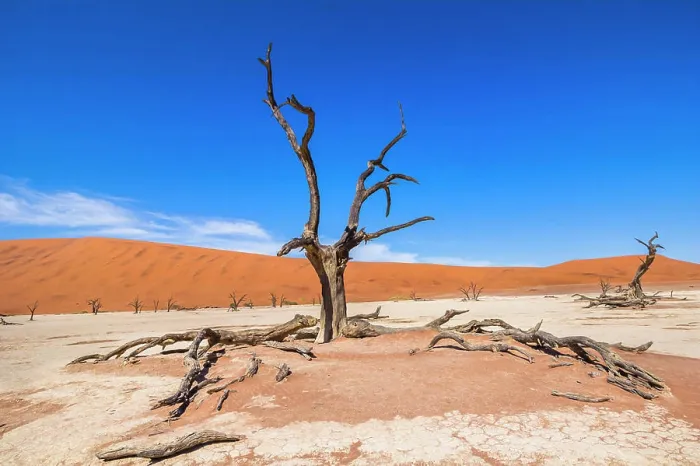 Framed Print : Dead trees in wide landscape of the Deadvlei (white salt-clay pan), Sossusvlei, Sesriem, Namibia Framed Print : Dead trees in wide landscape of the Deadvlei (white salt-clay pan), Sossusvlei, Sesriem, Namibia