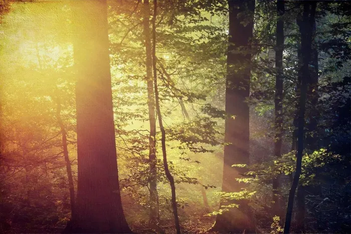 Framed Print : Deciduous forest and morning sun in autumn Framed Print : Deciduous forest and morning sun in autumn