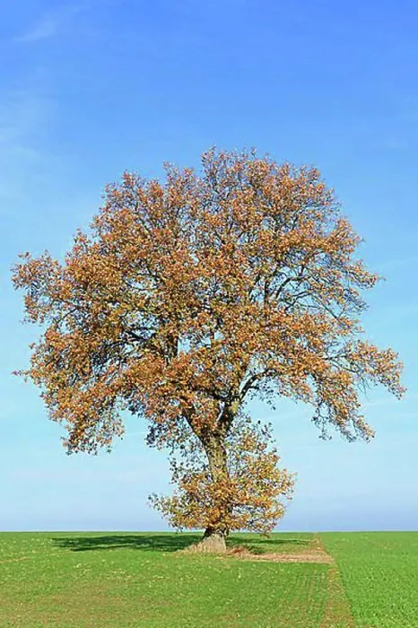 Framed Print : Deciduous tree, oak (Quercus), old field tree with autumn leaves, blue sky, North Rhine-Westphalia, Germany, Europe Framed Print : Deciduous tree, oak (Quercus), old field tree with autumn leaves, blue sky, North Rhine-Westphalia, Germany, Europe