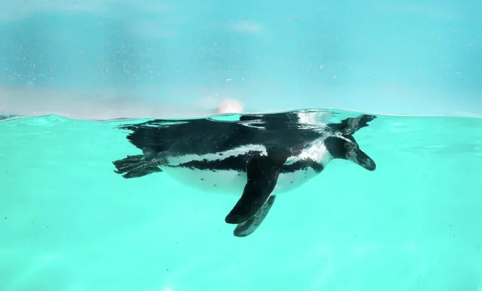 Framed Print : Der Pinguin schwimmt unter Wasser im Meer