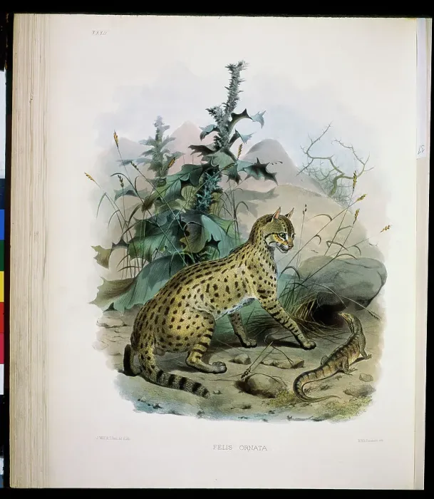 Framed Print : The Desert Cat (Felis Ornata) 1883 Daniel Giraud Elliot (1835-1915 American) Monograph Academy of Natural Sciences