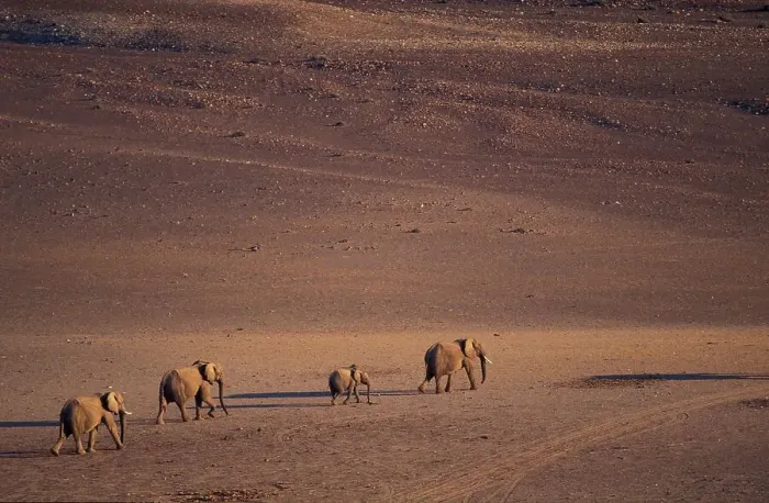 Framed Print : Desert Elephant (Loxodonta africana) herd walking in desert near Purros Framed Print : Desert Elephant (Loxodonta africana) herd walking in desert near Purros