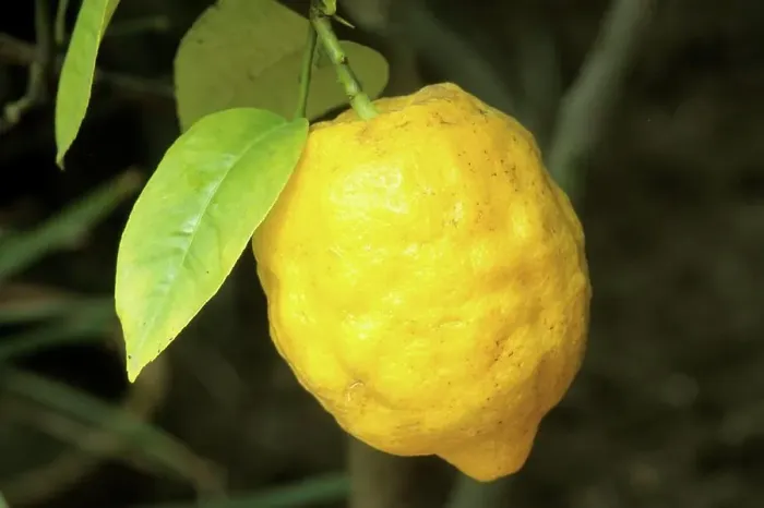 Framed Print : DEU, 2005: Lemon (Citrus limon), fruit on tree Framed Print : DEU, 2005: Lemon (Citrus limon), fruit on tree