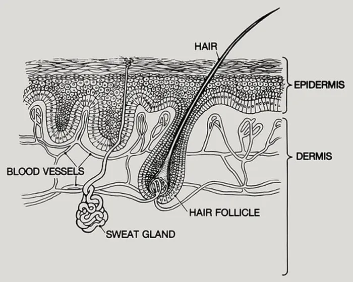Framed Print : A diagram of layers of human skin Framed Print : A diagram of layers of human skin