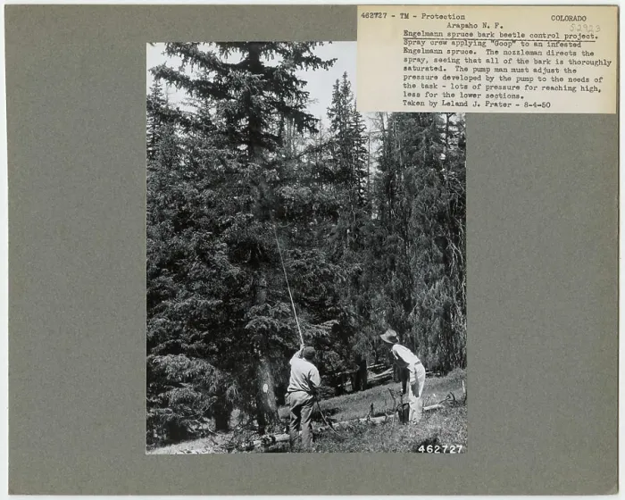 Framed Print : Disease Control - Colorado. Photographs Relating to National Forests Framed Print : Disease Control - Colorado. Photographs Relating to National Forests