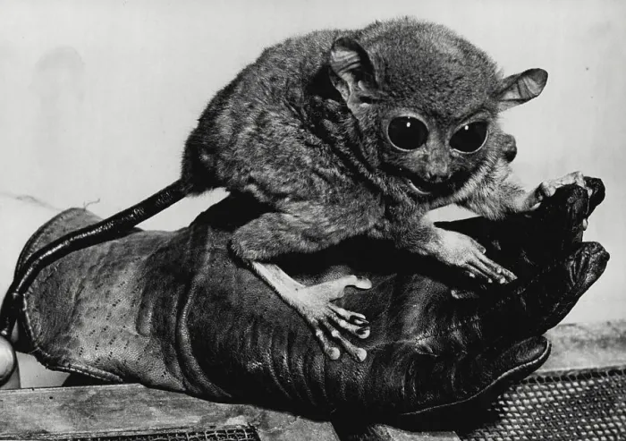 Framed Print : Our Distant Relatives -- One of the tiny Tarsiers at the London Zoo. Note the resemblance of their paws to the human hand. Three small animals which recently arrived at the London Zoo are the first of their kind ever to have been seen in this country. They are Tarsiers, flown here from the Philippines, and they are a type of lemur - the nearest approach of that species to man. From head to tall, the tiny animals measure only ten inches in all, the tail taking up 5 inches of that length. So far the Tarsiers have not appear in public at the Zoo - apart from getting acclimatised, their very nervousness makes them fierce, and their keeper wears a glove when handling them. Their interlocking teeth can give a very nasty bite Framed Print : Our Distant Relatives -- One of the tiny Tarsiers at the London Zoo. Note the resemblance of their paws to the human hand. Three small animals which recently arrived at the London Zoo are the first of their kind ever to have been seen in this country. They are Tarsiers, flown here from the Philippines, and they are a type of lemur - the nearest approach of that species to man. From head to tall, the tiny animals measure only ten inches in all, the tail taking up 5 inches of that length. So far the Tarsiers have not appear in public at the Zoo - apart from getting acclimatised, their very nervousness makes them fierce, and their keeper wears a glove when handling them. Their interlocking teeth can give a very nasty bite