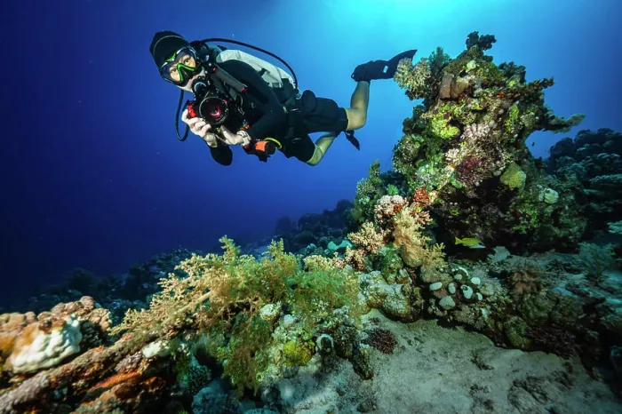 Framed Print : diver exploring the crystal clear water of the Red Sea in Egypt Framed Print : diver exploring the crystal clear water of the Red Sea in Egypt