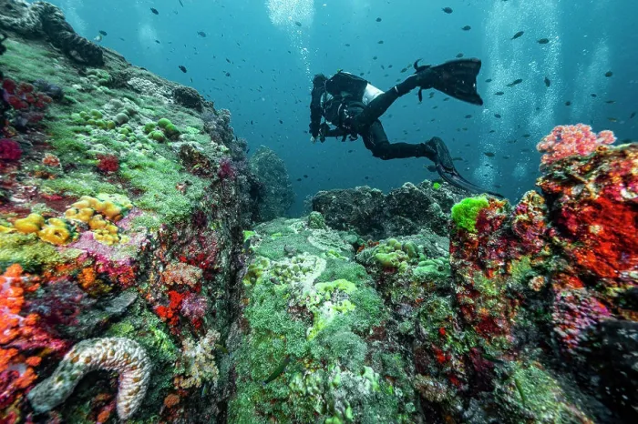 Framed Print : Diver exploring the tropical waters at the Andaman Sea in Thailand Framed Print : Diver exploring the tropical waters at the Andaman Sea in Thailand