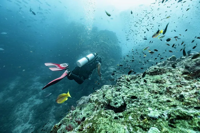 Framed Print : diver exploring the tropical waters around the Similan Islands Framed Print : diver exploring the tropical waters around the Similan Islands